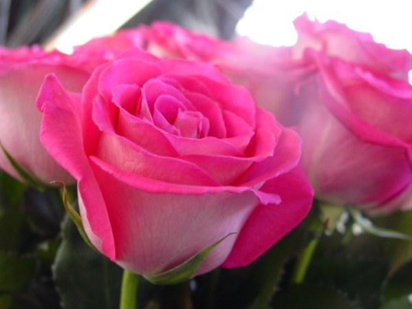 Rose Latin Breeze - Standard Rose - Roses - Flowers by category